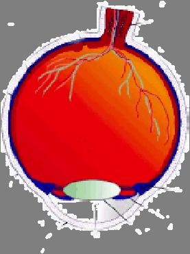 Sclerotica Ochiul uman : structura Coroida