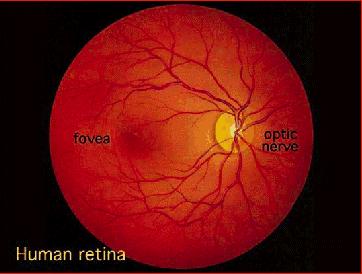 Retina fovea nerv optic Vedere la