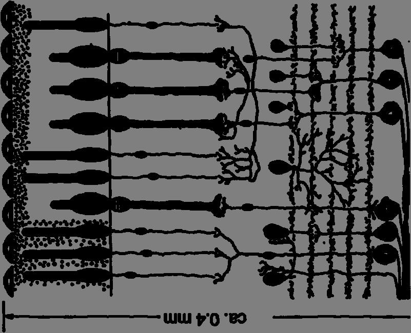 Structura retinei Celulele fotoreceptoare :