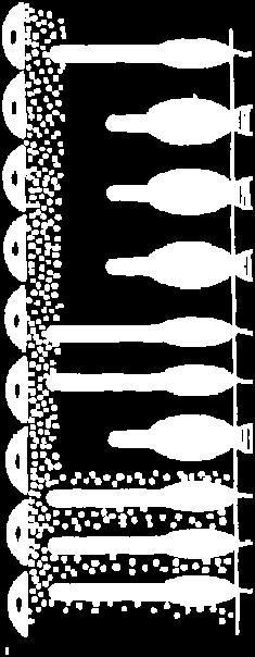 luminoase (S, M, L) bastonase Structura retinei : celule receptoare