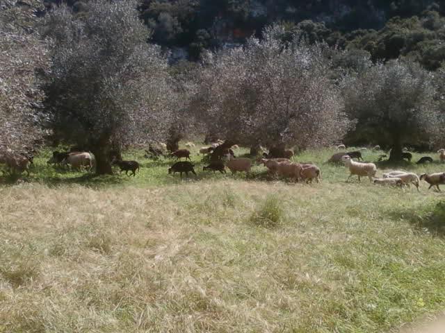 Υπάρχουν ορισμένα γεγονότα που δεν επιτρέπουν τον αποκλεισμό των Ο.Τ.Α από την εκμετάλλευση των λιβαδιών.