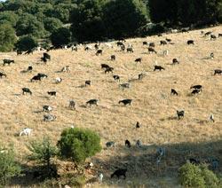 Κανένας από τους φορείς δεν αποτελεί ιδανική λύση