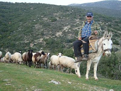 τους μεγαλο-κτηνοτρόφους σε βάρος των μικρο-κτηνοτρόφων, οι