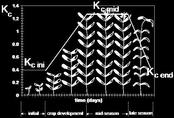 Μέσο στάδιο ανάπτυξης (mid-season). Τελικό στάδιο ανάπτυξης (late season). Η διάρκεια του κάθε σταδίου ποικίλει ανάλογα με το είδος του φυτού και την χρονική περίοδο έναρξης της καλλιέργειας.