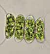 Μονοκύτταρα ακίνητα: Chlorella, Chlorocodium, Micrasterias, Cosmarium Αποικιακά