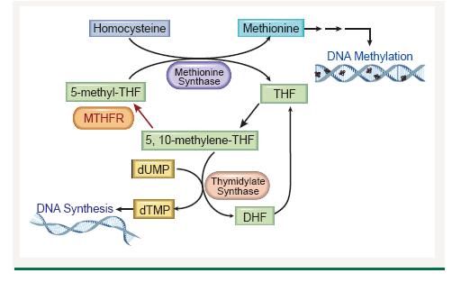 Εισαγωγή MTHFR: μεταβολισμός φυλλικού οξέος C677T: Μειωμένη ενεργότητα του ενζύμου (30-65%) Υπομεθυλίωση του DNA Αυξημένα