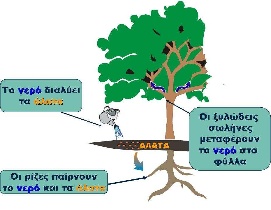 6CΟ2 + 12Η2Ο C6Η12Ο6 + 6O2 + 6Η2Ο +