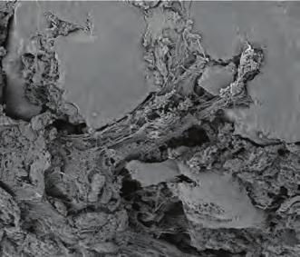 different in vitro studies, in which human fibrin c IN VIVO RESEARCHES