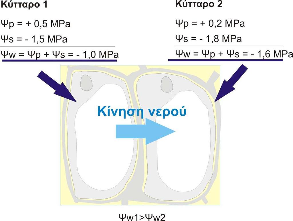 Το νερό μετακινείται από κύτταρα τα οποία διαθέτουν υψηλό