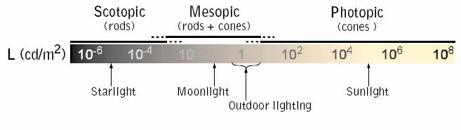 Κατανομή κωνίων και ραβδίων: Σχήμα 1.5 Το μέγεθος της ανταπόκρισης του οφθαλμού στο φως εξαρτάται από πολλούς παράγοντες. Δύο από τους βασικότερους είναι το μήκος κύματος και η λαμπρότητα της πηγής.