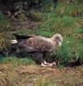 Milvus milvus =>Ψαλιδιάρης =>Red Kite