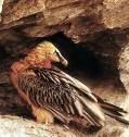 =>White-tailed Eagle Gypaetus barbatus