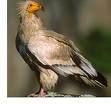 percnopterus =>Ασπροπάρης =>Egyptian