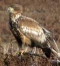 cyaneus =>Βαλτόκιρκος =>Hen Harrier