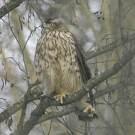 Accipiter gentilis =>Διπλοσάινο