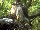 =>Ξεφτέρι =>Eurasian Sparrowhawk