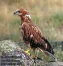 Buteo buteo =>Γερακίνα =>Common Buzzard Buteo
