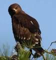 Buteo lagopus =>Χιονογερακίνα =>Rough-legged