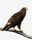 Spotted Eagle Aquila clanga =>Στικταετός
