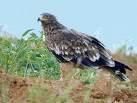 =>Στεπαετός =>Steppe Eagle Aquila heliaca