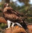 Hieraaetus pennatus =>Σταυραετός =>Booted Eagle