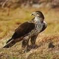 Eagle Pandionidae => => Pandion haliaetus