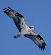 Falconidae => => Falco naumanni =>Κιρκινεζι
