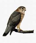 Falco vespertinus =>Μαυροκιρκίνεζο =>Red-footed Falcon