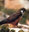 =>Δεντρογέρακο =>Eurasian Hobby Falco eleonorae