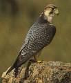 =>Χρυσογέρακο =>Lanner Falcon Falco cherrug