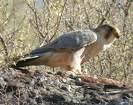 bonasia =>Αγριόκοτα =>Hazel Grouse Tetrao tetrix