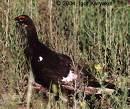 =>Αγριόκουρκος =>Western Capercaillie Phasianidae