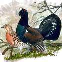 Partridge Alectoris graeca =>Πετροπέρδικα =>Rock