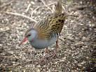 Partridge Coturnix coturnix =>Ορτύκι =>Common Quail