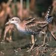 =>Στικτοπουλάδα =>Spotted Crake Porzana parva