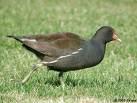 Crex crex =>Ορτυκομάνα =>Corn Crake Gallinula chloropus =>Νερόκοτα =>Common Moorhen