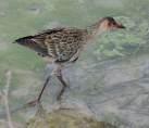 =>Σουλτανοπουλάδα =>Purple Swamphen Fulica atra =>Φαλαρίδα =>Common Coot Gruidae => =>