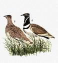 Tetrax tetrax =>Χαμωτίδα =>Little Bustard Chlamydotis