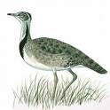=>Αγριόγαλος =>Great Bustard CHARADRIIFORMES => =>