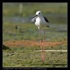 =>Eurasian Oystercatcher Recurvirostridae => => Himantopus