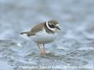 Burhinidae => => Burhinus oedicnemus =>Πετροτριλίδα =>Stone-curlew Glareolidae => =>