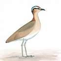 =>Νεροχελίδονο =>Collared Pratincole Glareola nordmanni =>Μαυρόφτερο Νεροχελίδονο
