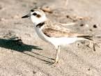=>Little Ringed Plover Charadrius hiaticula =>Αμμοσφυριχτής =>Great Ringed Plover