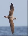 Podiceps grisegena =>Κοκκινοβουτηχτάρι =>Red-necked Grebe Podiceps auritus =>Χειμωνοβουτηχτάρι =>Slavonian Grebe Podiceps