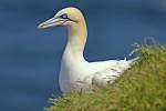 =>Αρτέμης =>Cory's Shearwater Puffinus yelkouan =>Μύχος =>Levantine Shearwater Hydrobatidae => => Hydrobates pelagicus