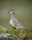 Charadrius asiaticus =>Αψινθοσφυριχτής =>Caspian Plover Charadrius morinellus