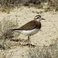 =>Kittlitz's Plover Pluvialis fulva =>Χρυσοπούλι του Ειρηνικού =>Pacific Golden