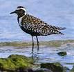 =>Αργυροπούλι =>Grey Plover Hoplopterus spinosus =>Αγκαθοκαλημάνα =>Spur-winged