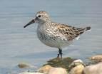 Vanellus vanellus =>Καλημάνα =>Northern Lapwing Scolopacidae => => Calidris canutus =>Χοντροσκαλίδρα =>Red Knot Calidris alba =>Λευκοσκαλίδρα =>Sanderling Calidris minuta =>Νανοσκαλίδρα =>Little