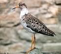 Calidris ferruginea =>Δρεπανοσκαλίδρα =>Curlew Sandpiper Calidris maritima